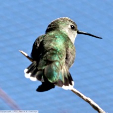 Costas Hummingbird female 7002