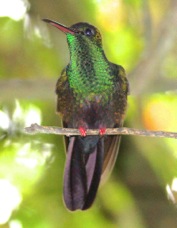 Hummingbird Bronze-tailed Plumeleteer 9884