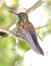 Hummingbird Bronze-tailed Plumeleteer 8655