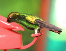 Hummingbird Coppery-headed Emerald 7651