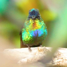 Hummingbird Firey-throated 2913