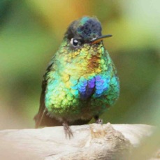 Hummingbird Firey-throated 2914