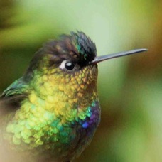 Hummingbird Firey-throated 2949