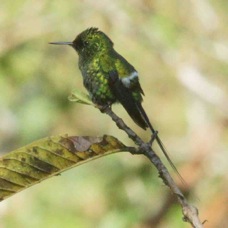 Hummingbird Green Thorntail male 8060