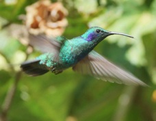 Hummingbird Green Violet-ear  433