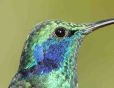 Hummingbird Green Violet-ear 0573
