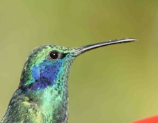 Hummingbird Green Violet-ear 0574