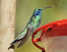 Hummingbird Green Violet-ear 0575