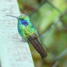 Hummingbird Green Violet ear 2947