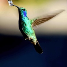Hummingbird Green Violet-ear 0672