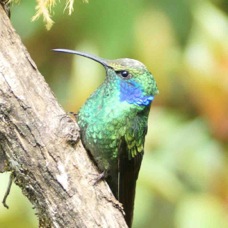 Hummingbird Green Violet-ear 3150