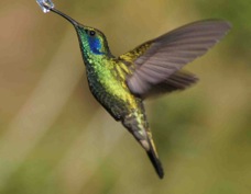 Hummingbird Green Violet-ear 7691