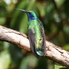 Hummingbird Green Violet-ear 8026