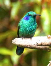 Hummingbird Green Violet-ear 8067
