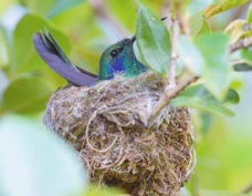 Hummingbird Green Violet-ear on nest 0517