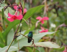 Hummingbird Green Violet-ear & lillies 7891