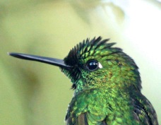 Hummingbird Green-crowned Brilliant 8164