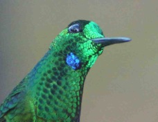 Hummingbird Green-crowned Brilliant male 7841