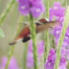 Hummingbird Snowcap 9660