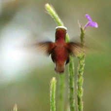 Hummingbird Snowcap 9681