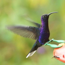 Hummingbird Violet Sabrewing 1493