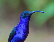 Hummingbird Violet Sabrewing 7795
