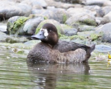 Greater Scaup female 6131