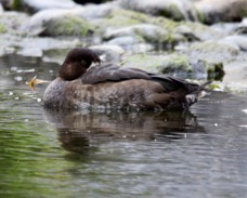 Greater Scaup female 6139
