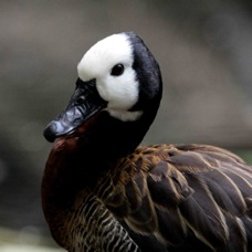 White-faced Whistling Duck 7817