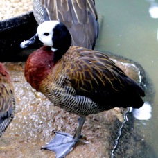White-faced Whistling Duck 7836
