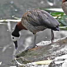 White-faced Whistling Duck 7808
