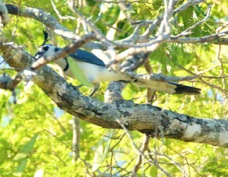 Magpie-Jay White-throated 7061