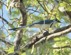 Magpie-Jay White-throated 7079
