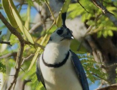 Magpie-Jay White-throated 7091