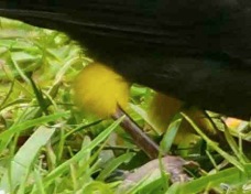 Finch Yellow-thighed 2210