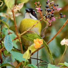 Bush-Tanager Sooty-capped 1588