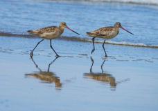 Marbled Godwits-144