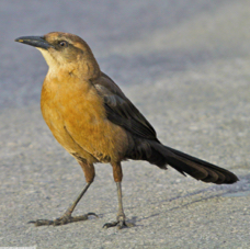 Great-tailed Grackle 0935