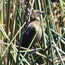 Great-tailed Grackle 1175