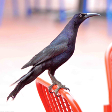 Great-tailed Grackle Gal 6116