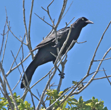 Great-tailed Grackle 1201