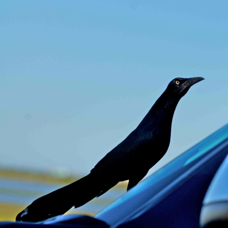 Great-tailed Grackle 9736