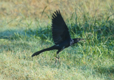Great-tailed Grackle-125.jpg