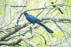 Great-tailed Grackle-250