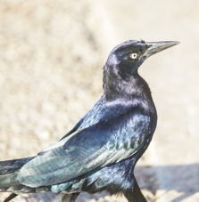 Great-tailed Grackle-563