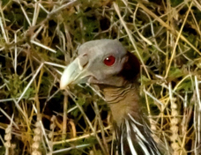 Guineafowl Vulturine 3884