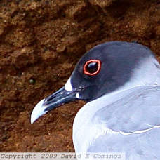 Swallow-tailed Gull 0395 B