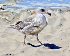 Western Gull juvenile 9450