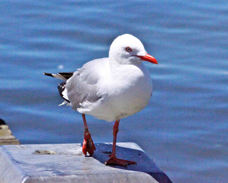 Red-billed Gull 2686