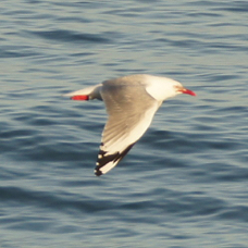 Red-billed Gull 8215